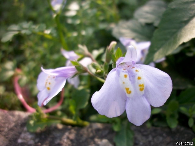 Altek T8680 相片分享