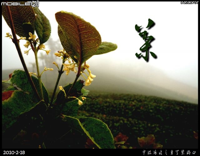 〝強烈推薦〞【雲霧繚繞之碧湖山】iN 『嘉義梅山』