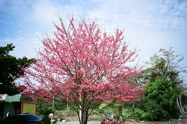 CONTAX TVS III + REALA ACE