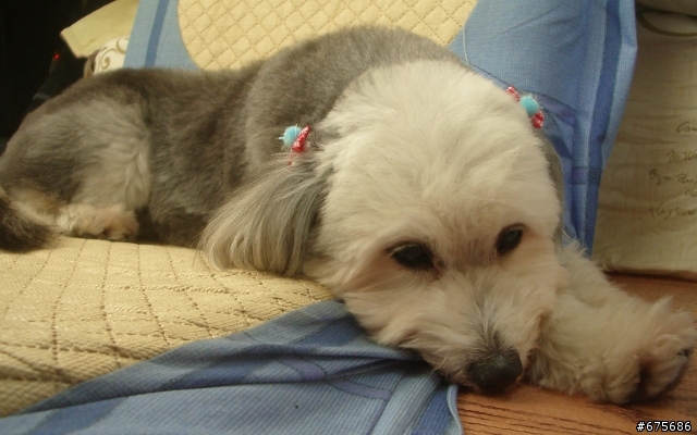 10/14 小咪離開我們了（我家拉薩犬小咪得了嚴重心臟病，可能不久人世）