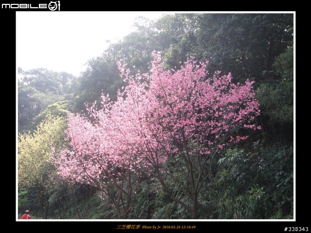 【臨時團】02/28 三芝櫻花季 by 小范