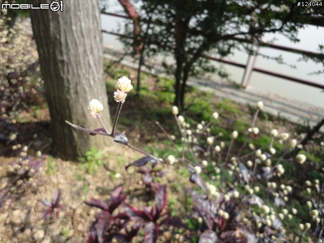 SONY W380 隨手拍