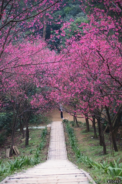 E-P1+45-200mm[土城 太極嶺 山櫻花]