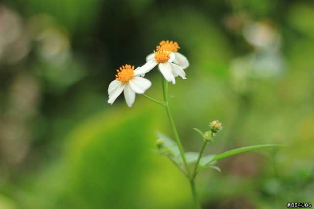 550D + 50mm F/1.8 II 新手初照