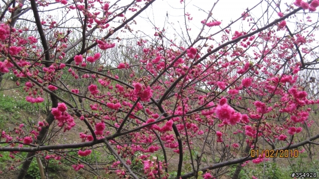 貓空---杏花林櫻花大盛開！