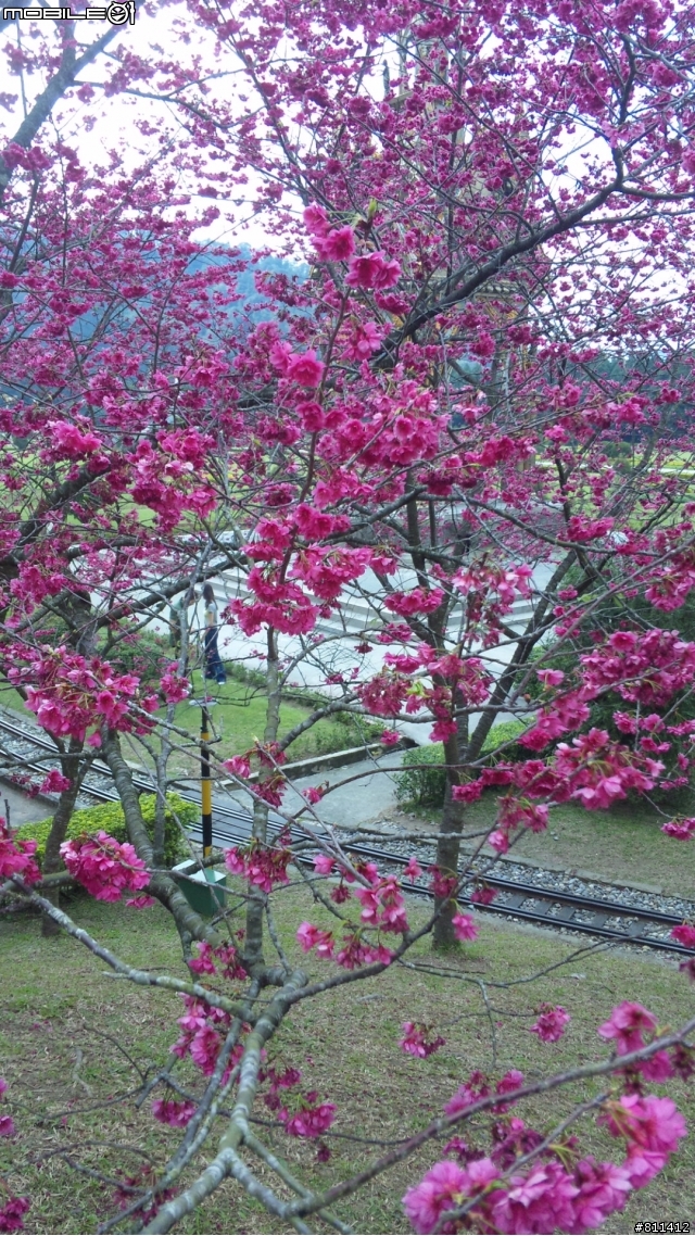 SH-01B之九族櫻花祭