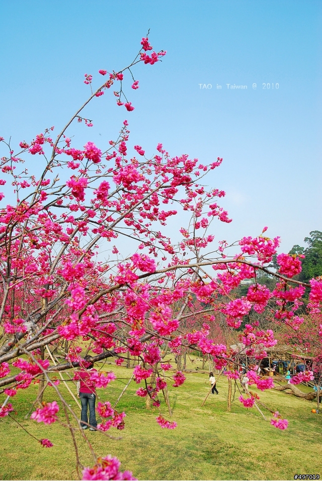 櫻花下の印記*2010 新社.櫻花林