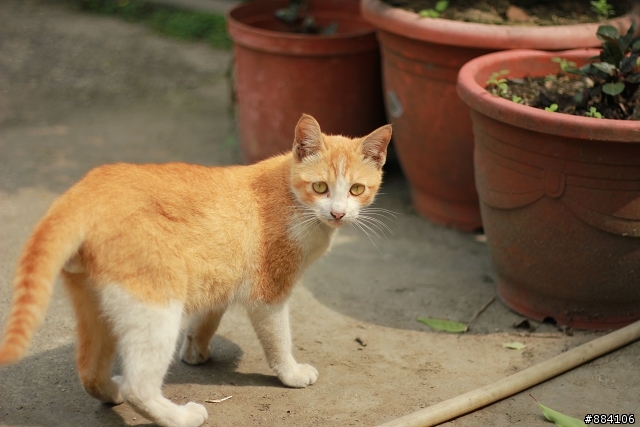 550D + 50mm F/1.8 II 新手初照