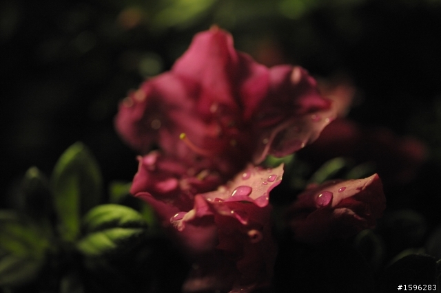 Carl Zeiss-Planar T* 100mm f2 ZF~的迷惑
