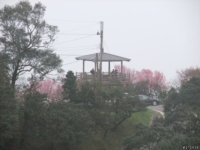 來汐止大尖山賞櫻~ 2010/02/27