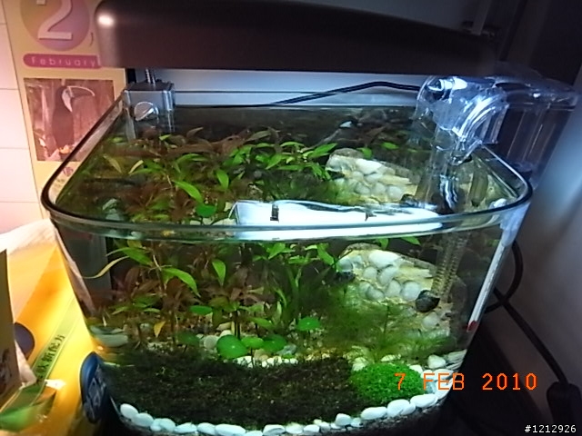 [分享]我的八吋水草缸
