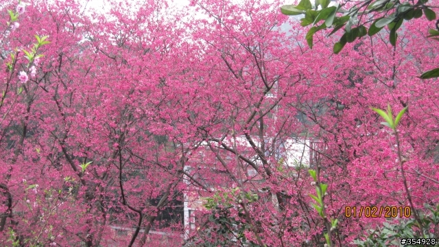 貓空---杏花林櫻花大盛開！