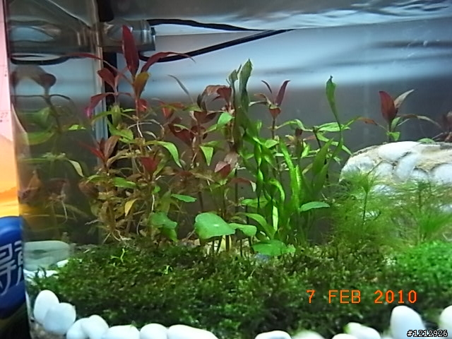 [分享]我的八吋水草缸