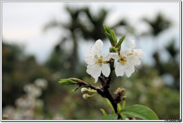 「遊記分享」花東縱谷縣道197線及池上花海