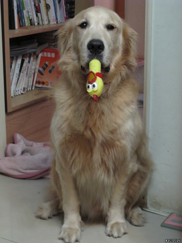 冏～我家的狗變成電影明星了...但我不要QQ....Part II