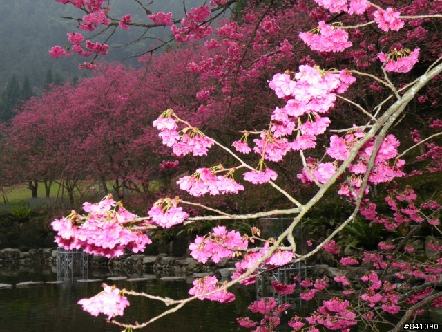 一定要去看的極度盛開櫻花...不要錯過哦！2010/02/06