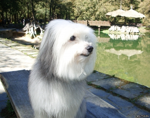 10/14 小咪離開我們了（我家拉薩犬小咪得了嚴重心臟病，可能不久人世）