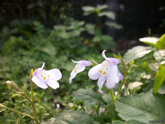 Altek T8680 相片分享