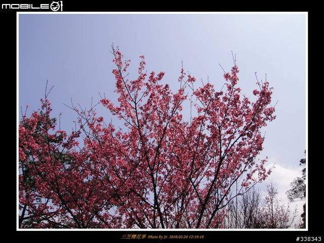 【臨時團】02/28 三芝櫻花季 by 小范