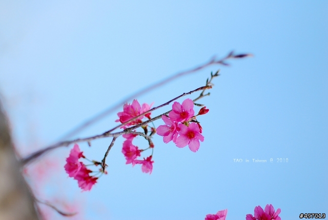 櫻花下の印記*2010 新社.櫻花林