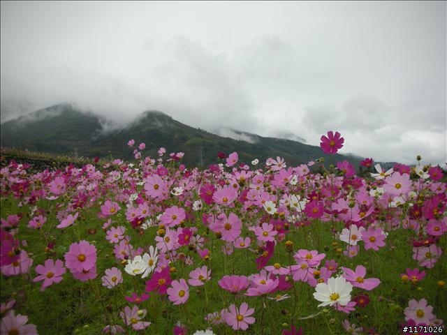 牽手環島千里行