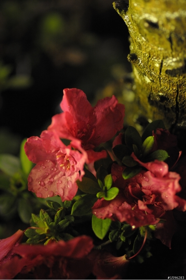 Carl Zeiss-Planar T* 100mm f2 ZF~的迷惑