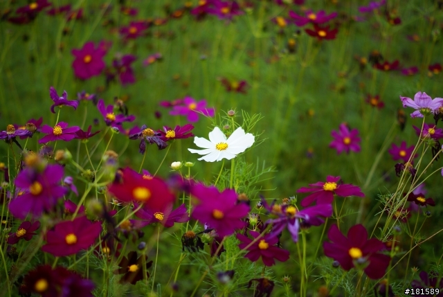 美濃波斯菊 SONY A100外拍