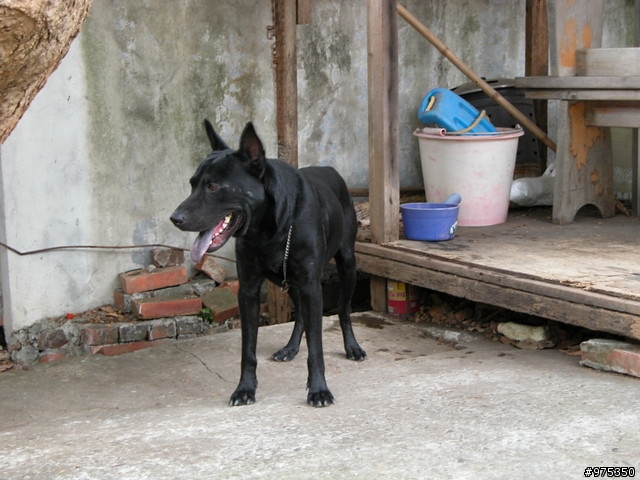 [照片分享]我家的台灣高砂犬