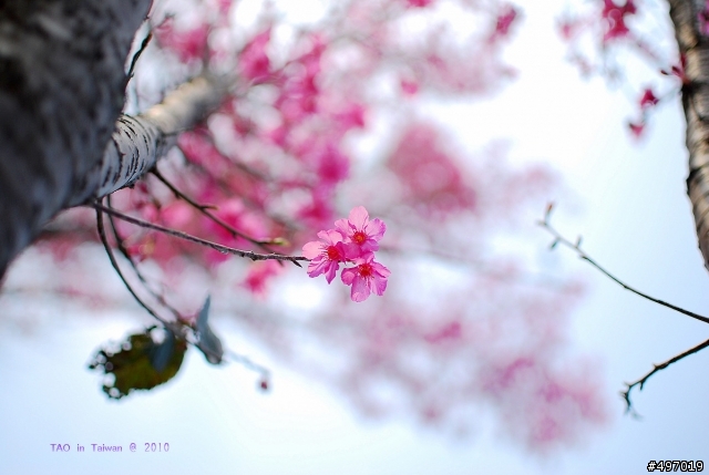櫻花下の印記*2010 新社.櫻花林