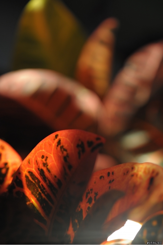Carl Zeiss-Planar T* 100mm f2 ZF~的迷惑