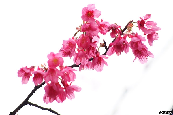 E-P1+45-200mm[土城 太極嶺 山櫻花]