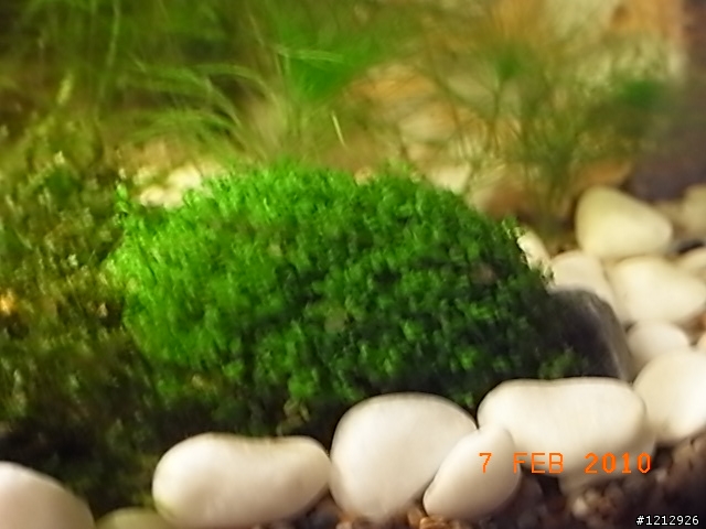 [分享]我的八吋水草缸