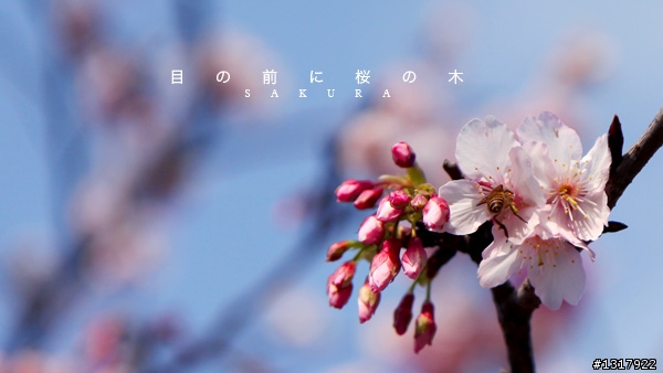 門前的櫻花樹