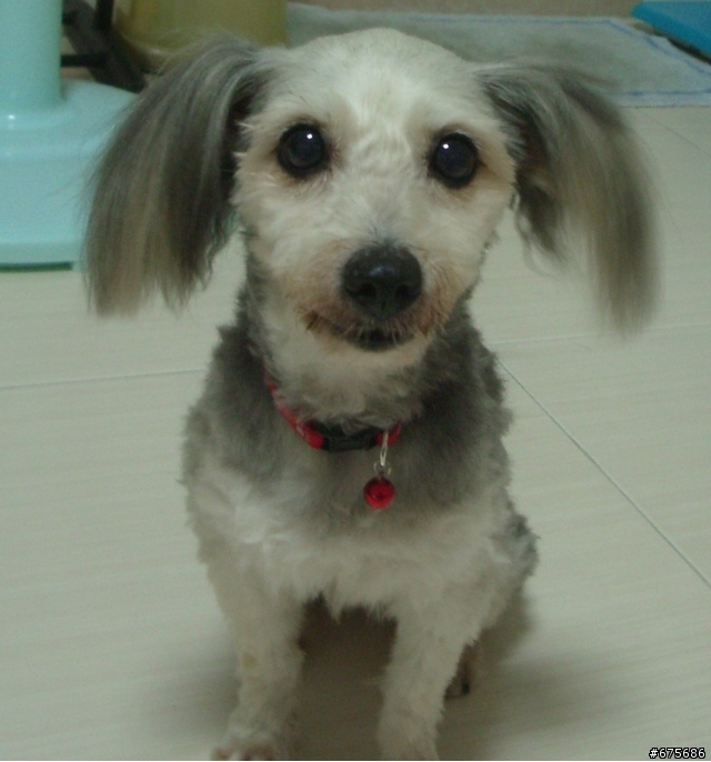 10/14 小咪離開我們了（我家拉薩犬小咪得了嚴重心臟病，可能不久人世）