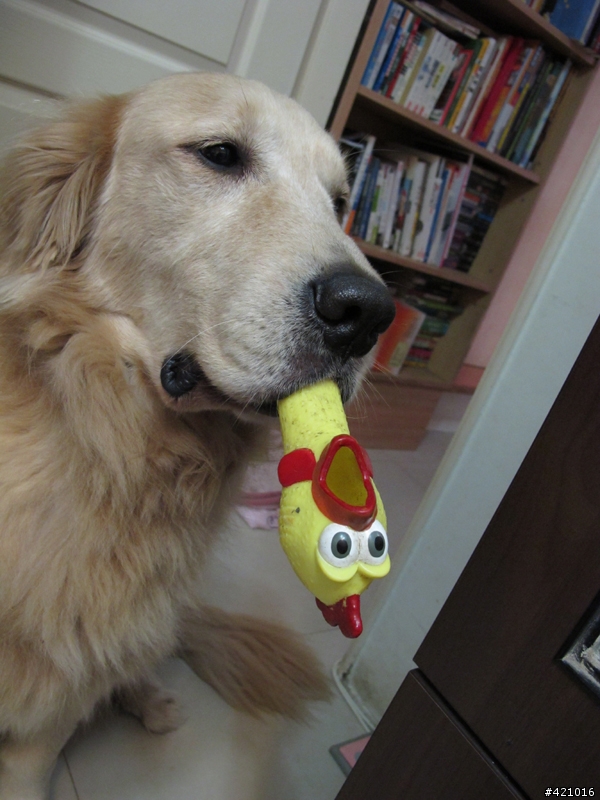 冏～我家的狗變成電影明星了...但我不要QQ....Part II