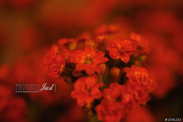 Carl Zeiss-Planar T* 100mm f2 ZF~的迷惑