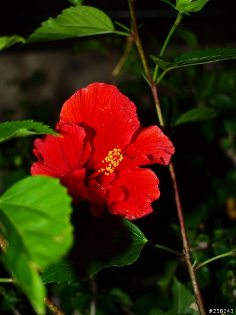 【西遊記】夏威夷ALOHA-DAY4、5＆6比基尼辣妹走光