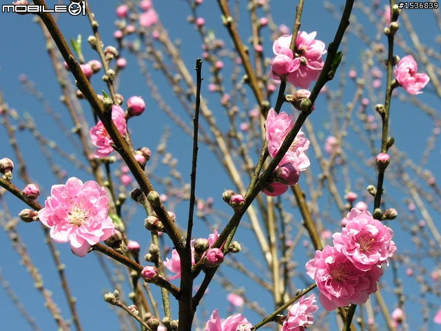 1/30 挑戰阿里山塔塔加一日來回 (文冗圖多請見諒)