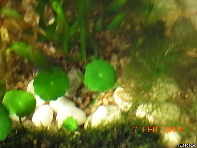 [分享]我的八吋水草缸