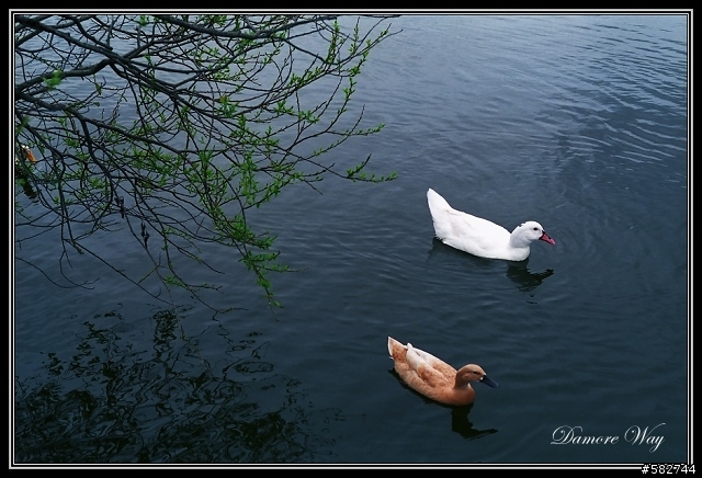 風華再現-塵封二十幾年的Pentax K1000重見天日