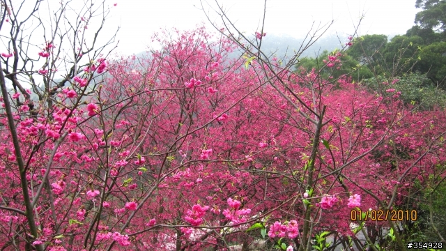 貓空---杏花林櫻花大盛開！