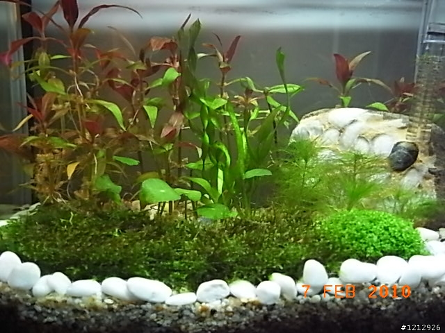 [分享]我的八吋水草缸