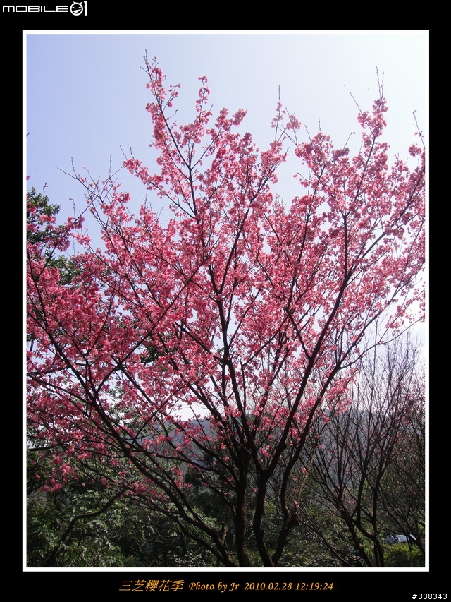 【臨時團】02/28 三芝櫻花季 by 小范