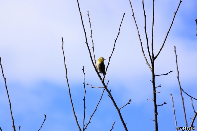 SIGMA 17-70mm F2.8-4 OS +500D 新手上路