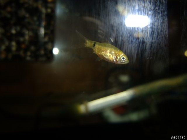 [水族] 請問魚種