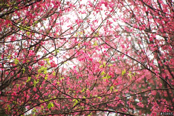 E-P1+45-200mm[土城 太極嶺 山櫻花]