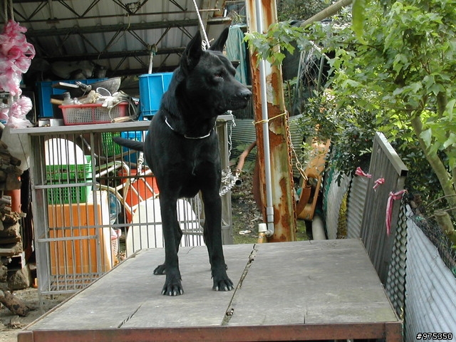 [照片分享]我家的台灣高砂犬