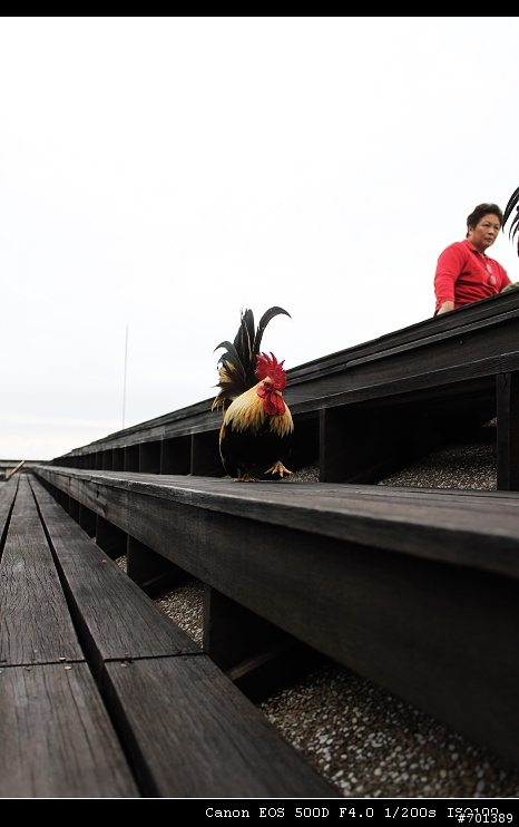 春節靈鳩山朝聖~虎年祝大家行大運