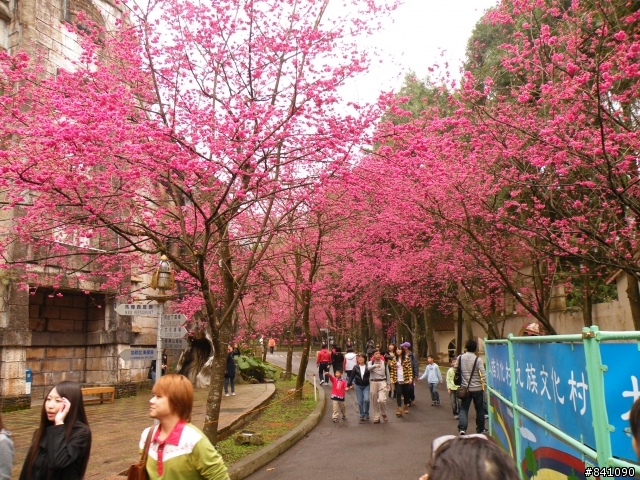 一定要去看的極度盛開櫻花...不要錯過哦！2010/02/06