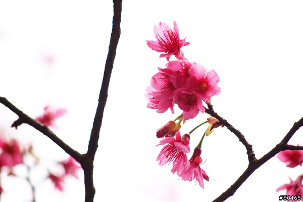 E-P1+45-200mm[土城 太極嶺 山櫻花]